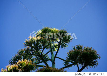 リュウゼツラン リュウゼツラン 81057913