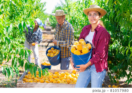 Young woman farmer picking peaches in fruit garden Young woman farmer picking peaches in fruit garden 81057980