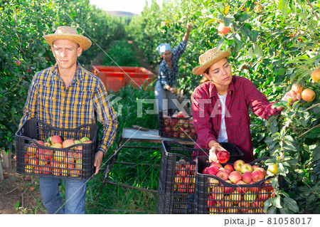 Two women and one man harvesting apples Two women and one man harvesting apples 81058017