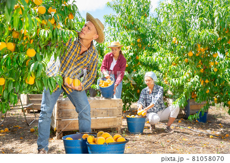 Man and his fellow workers harvesting peaches Man and his fellow workers harvesting peaches 81058070