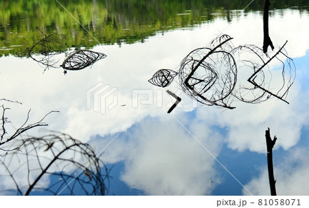 湖面を飾る枯れ枝の芸術 81058071