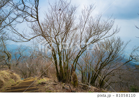 ヤビツ峠から大山登山の尾根道 ヤビツ峠から大山登山の尾根道 81058110