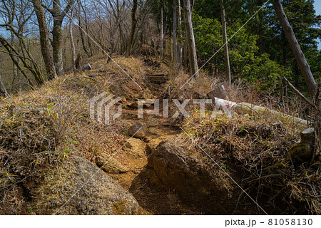 ヤビツ峠から大山登山の尾根道 81058130