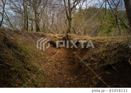 ヤビツ峠から大山登山の尾根道 ヤビツ峠から大山登山の尾根道 81058131