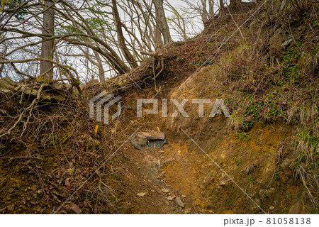 ヤビツ峠から大山登山の尾根道 81058138
