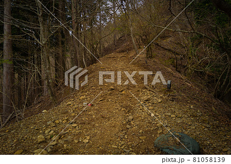 ヤビツ峠から大山登山の尾根道 ヤビツ峠から大山登山の尾根道 81058139
