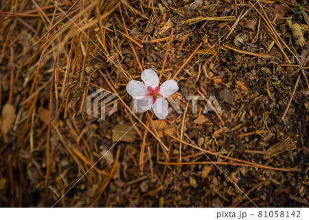 ヤビツ峠から大山登山の尾根道 ヤビツ峠から大山登山の尾根道 81058142