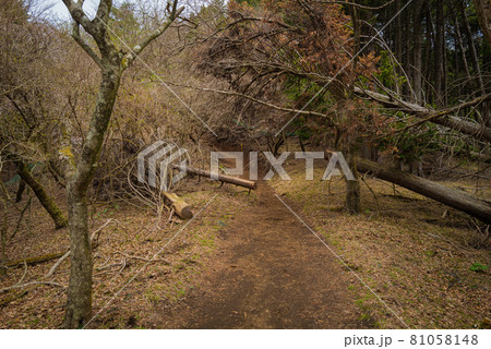 ヤビツ峠から大山登山の尾根道 81058148