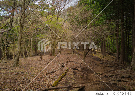 ヤビツ峠から大山登山の尾根道 81058149
