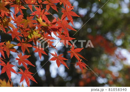 紅葉 81058340