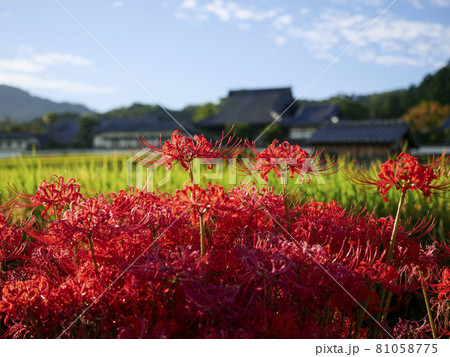 【奈良県】彼岸花が咲く橘寺の風景 81058775