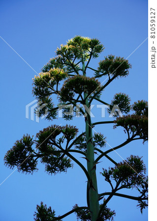 龍舌蘭の花 81059127