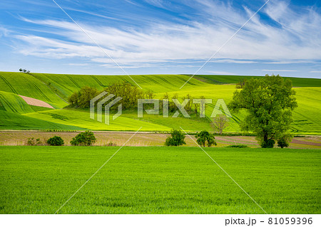 Wavy agricultural field of Moravian Tuscany. Czech Repulbic 81059396