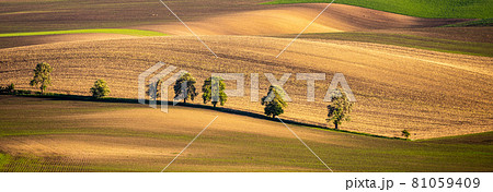 Chestnut trees in wavy agricultural field of Moravian Tuscany. Czech Repulbic 81059409