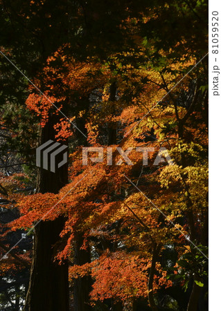 紅葉 81059520