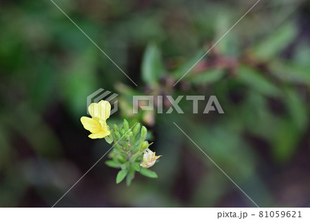 (フラワーツーリズム)グリーンベルトの黄花一輪:被写界幅小 (フラワーツーリズム)グリーンベルトの黄花一輪:被写界幅小 81059621
