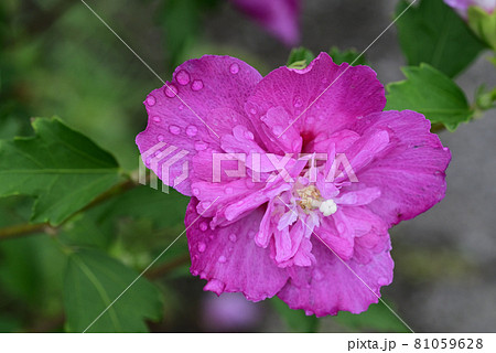 （フラワーツーリズム）グリーンベルトの紫色の花：雨上がりの風景：横構図 81059628