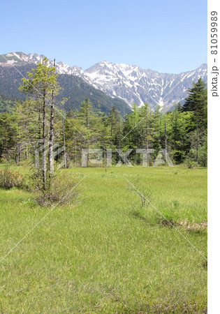 信州上高地、大正池周辺の湿地に広がる森林に囲まれた草原と背景に穂高連峰を見る 信州上高地、大正池周辺の湿地に広がる森林に囲まれた草原と背景に穂高連峰を見る 81059989