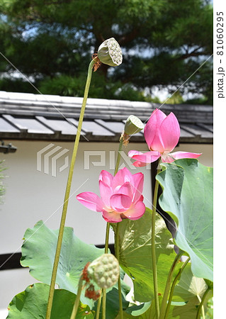 初夏の池に咲く蓮の花 初夏の池に咲く蓮の花 81060295
