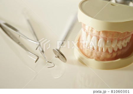 歯列模型と歯科器具　歯科イメージ 81060301