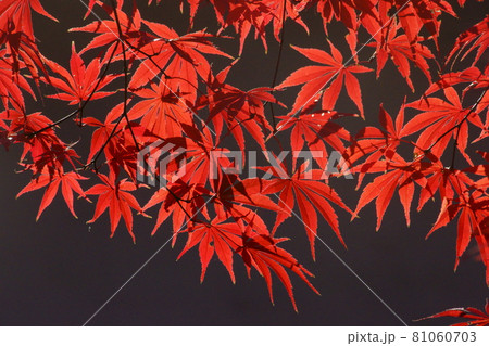 紅葉 紅葉 81060703