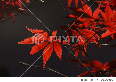紅葉 紅葉 81060705