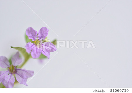 クフェア 81060730