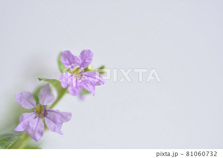 クフェア クフェア 81060732