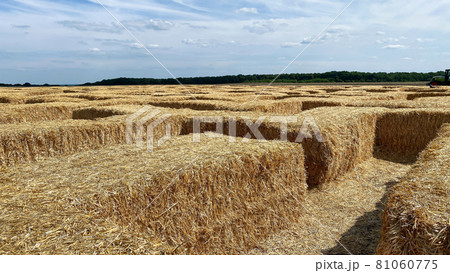 Hay in a bale in a sunny day close-up. Food product for farm animals, farming concept 81060775