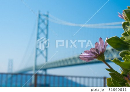 シーズー 81060811