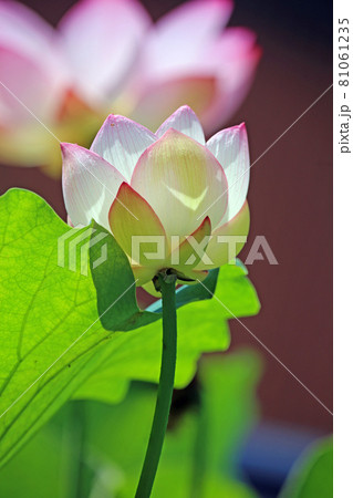 蓮の花 蓮の花 81061235