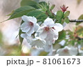 桜 葉 葉桜 春 81061673
