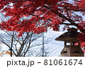 灯篭と紅葉 モミジ 81061674
