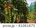 ミニトマト 夏 81061675