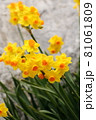 水仙 スイセン 初春 黄色 冬 早春 81061809