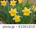 水仙 スイセン 初春 黄色 冬 早春 81061810