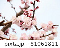 梅の花 春 早春 うめ ウメ 81061811