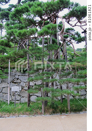 二本松城跡の「箕輪門の赤松」【日本100名城】福島県二本松市 81061821