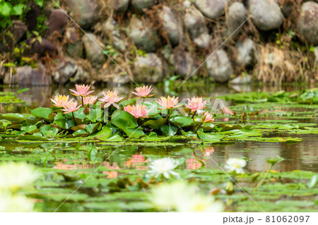 美しい花を咲かせる睡蓮 81062097