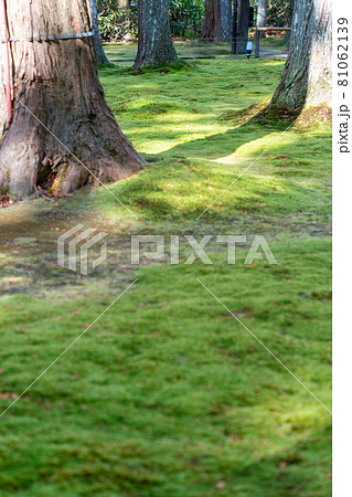 三千院有清園庭園　聚碧園庭園 81062139