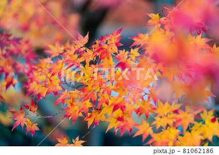 実相院 紅葉 実相院 紅葉 81062186