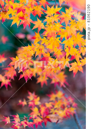 実相院　紅葉 81062190