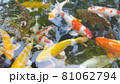 Footage top view of Fancy Carp swimming in pond. Water is black and reflection of light. Close up shot water surface of fancy carp (koi fish) swimming in the tropical garden pond. 81062794