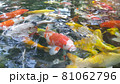 Footage top view of Fancy Carp swimming in pond. Water is black and reflection of light. Close up shot water surface of fancy carp (koi fish) swimming in the tropical garden pond. 81062796