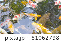 Footage top view of Fancy Carp swimming in pond. Water is black and reflection of light. Close up shot water surface of fancy carp (koi fish) swimming in the tropical garden pond. 81062798