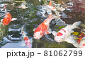 Footage top view of Fancy Carp swimming in pond. Water is black and reflection of light. Close up shot water surface of fancy carp (koi fish) swimming in the tropical garden pond. 81062799