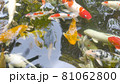 Footage top view of Fancy Carp swimming in pond. Water is black and reflection of light. Close up shot water surface of fancy carp (koi fish) swimming in the tropical garden pond. 81062800