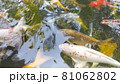 Footage top view of Fancy Carp swimming in pond. Water is black and reflection of light. Close up shot water surface of fancy carp (koi fish) swimming in the tropical garden pond. 81062802