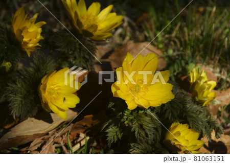 福寿草 福寿草 81063151