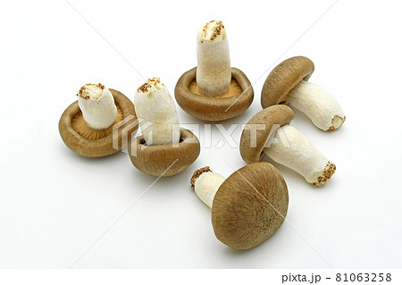 きのこ(大黒本しめじ) きのこ(大黒本しめじ) 81063258